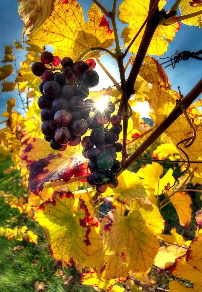 Vignes de Saint-Nabor aux couleurs de l'automne